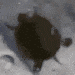 turtlespin