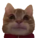 cathuh