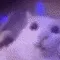 vibecatsupreme
