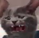 petcatnoooo petcatnoooo