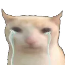 bruhcatcry