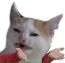 confusedcat2