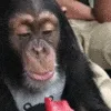monke_eat_ice
