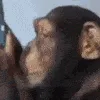 monke_aggressive_typing