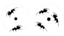 antsineyes antsineyes
