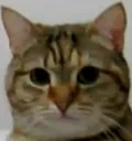 stare