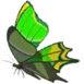 thunderwingbutterfly