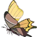goldenwingbutterfly