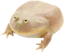 frog