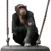 monke_swing