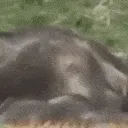 monke_flip_backwards