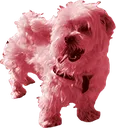 doggypompom