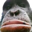 monke_blobfish Discord Emoji