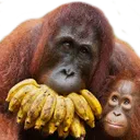 monke_eat_banana