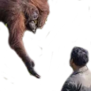 monke_support