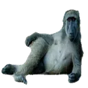 monke_sexy