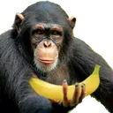 monke_offer_banana