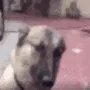 Dog4 Dog4