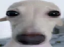 dogstare