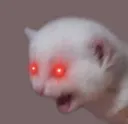EE_catScream