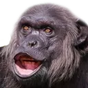 monke_uhhhhhh