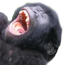 monke_lmfao