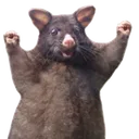 wahoo