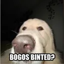 whatthedawgdoin