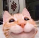 catsmile