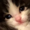 catcry catcry
