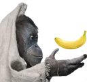 monke_wise_banan