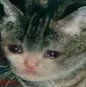sadcat