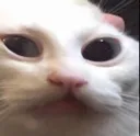 bruh