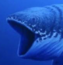 pogfish Discord emoji