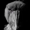 shoebill shoebill