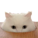 catpeek