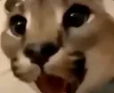 catfloppasurprise