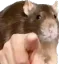 ratpoint ratpoint
