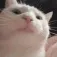 BE_CatJam