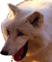 wolflaugh wolflaugh