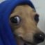 Dog_Stare Discord emoji