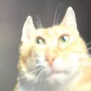 cate