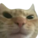 cat1annoyed Discord Emoji