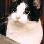 catmlem