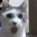 umiruscatgasp3