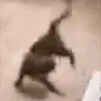 zubSPIN