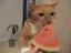Cat_Eat