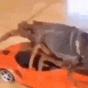 Lobster_Car