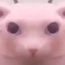 bingus