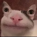 beluga_eyes